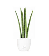Sansevieria Straight