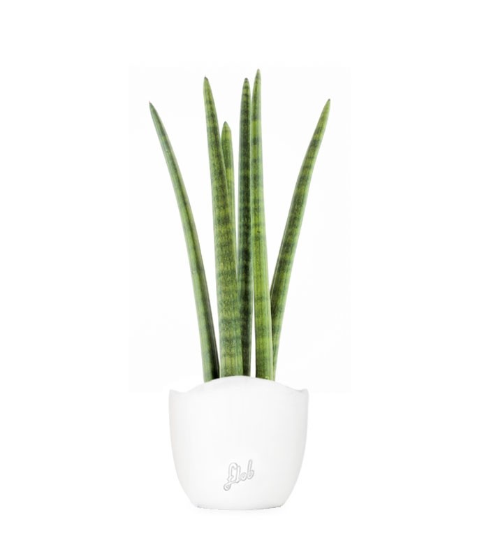 Sansevieria Straight