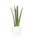 Sansevieria Straight