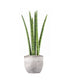 Sansevieria Straight