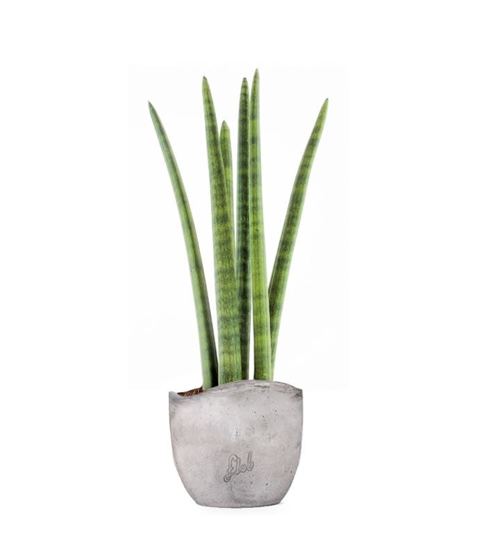 Sansevieria Straight