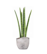 Sansevieria Straight