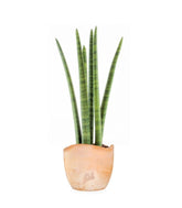 Sansevieria Straight