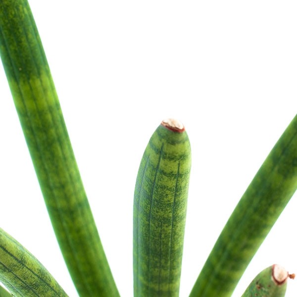 Sansevieria Straight