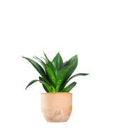 Sansevieria Trifasciata Black Dragon