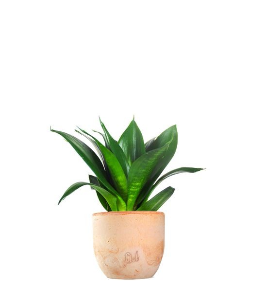 Sansevieria Trifasciata Black Dragon