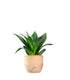 Sansevieria Trifasciata Black Dragon