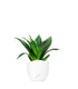 Sansevieria Trifasciata Black Dragon