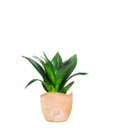 Sansevieria Trifasciata Black Dragon