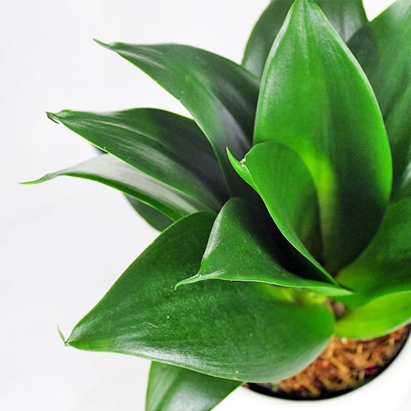Sansevieria Trifasciata Black Dragon
