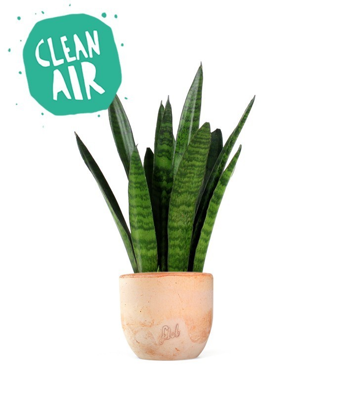 Sansevieria zeylanica