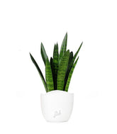 Sansevieria zeylanica