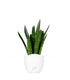 Sansevieria zeylanica