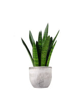 Sansevieria zeylanica