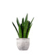 Sansevieria zeylanica