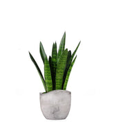 Sansevieria zeylanica