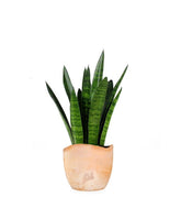 Sansevieria zeylanica