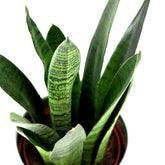 Sansevieria zeylanica