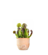 Sarracenia Barba