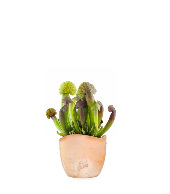 Sarracenia Barba