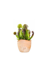 Sarracenia Barba