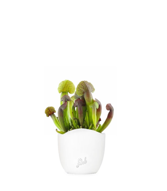 Sarracenia Barba