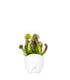 Sarracenia Barba