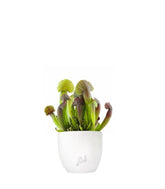 Sarracenia Barba