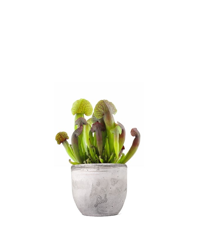 Sarracenia Barba