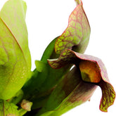Sarracenia Barba