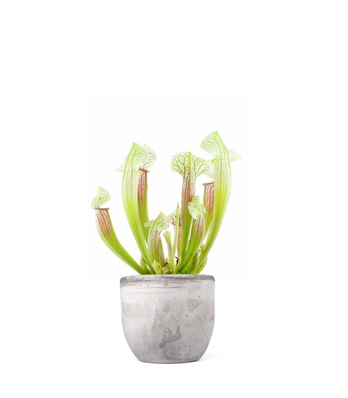 Sarracenia Eva