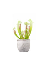 Sarracenia Eva