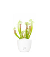 Sarracenia Eva