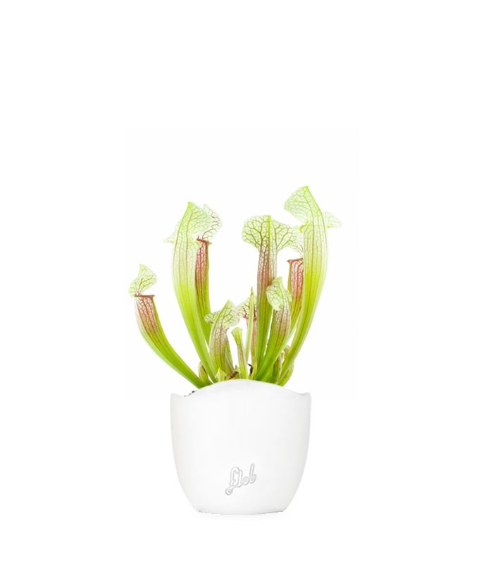 Sarracenia Eva