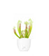 Sarracenia Eva
