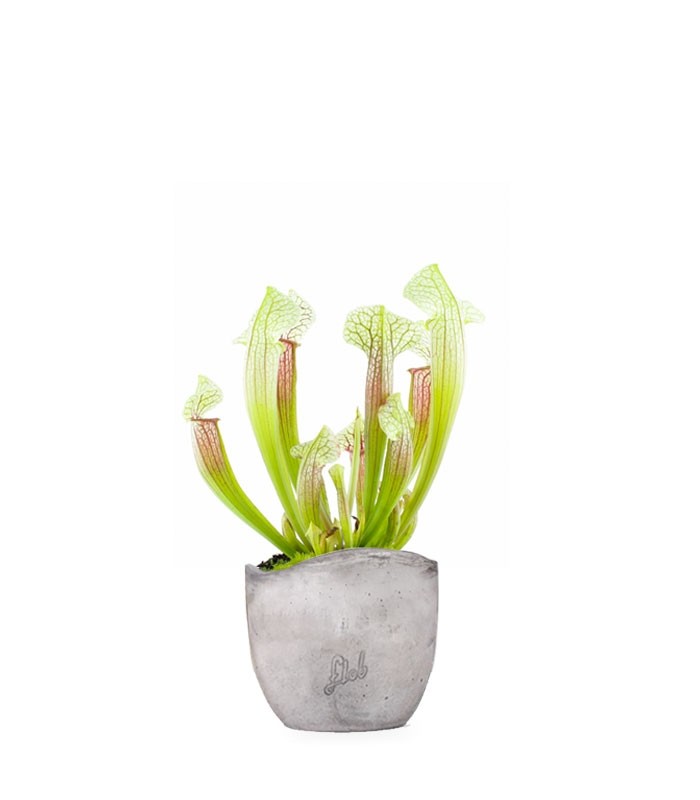 Sarracenia Eva