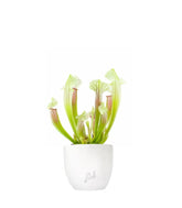 Sarracenia Eva