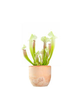Sarracenia Eva