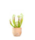 Sarracenia Eva