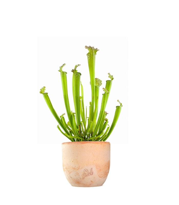 Sarracenia Farnhamii