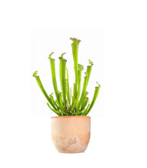 Sarracenia Farnhamii