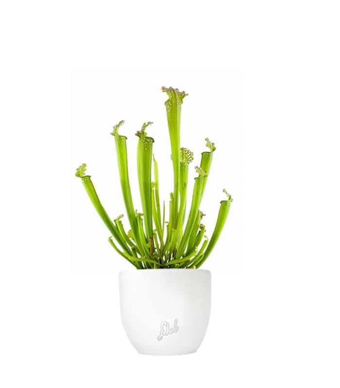 Sarracenia Farnhamii