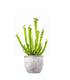 Sarracenia Farnhamii