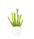 Sarracenia Farnhamii