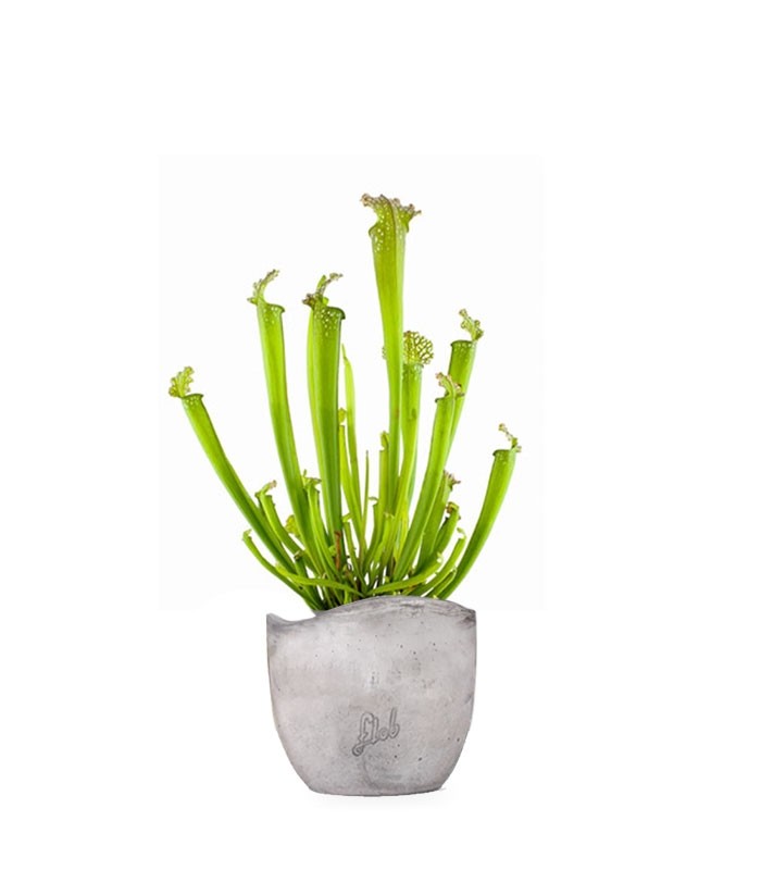 Sarracenia Farnhamii