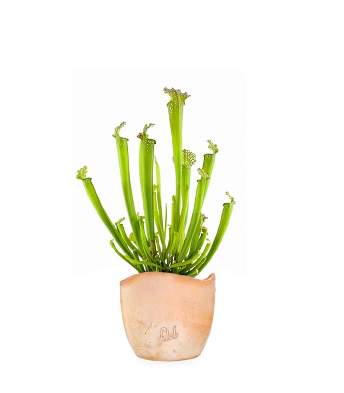 Sarracenia Farnhamii