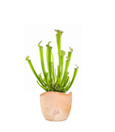 Sarracenia Farnhamii
