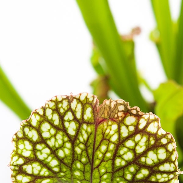 Sarracenia Farnhamii
