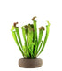 Sarracenia Farnhamii XL