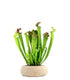 Sarracenia Farnhamii XL
